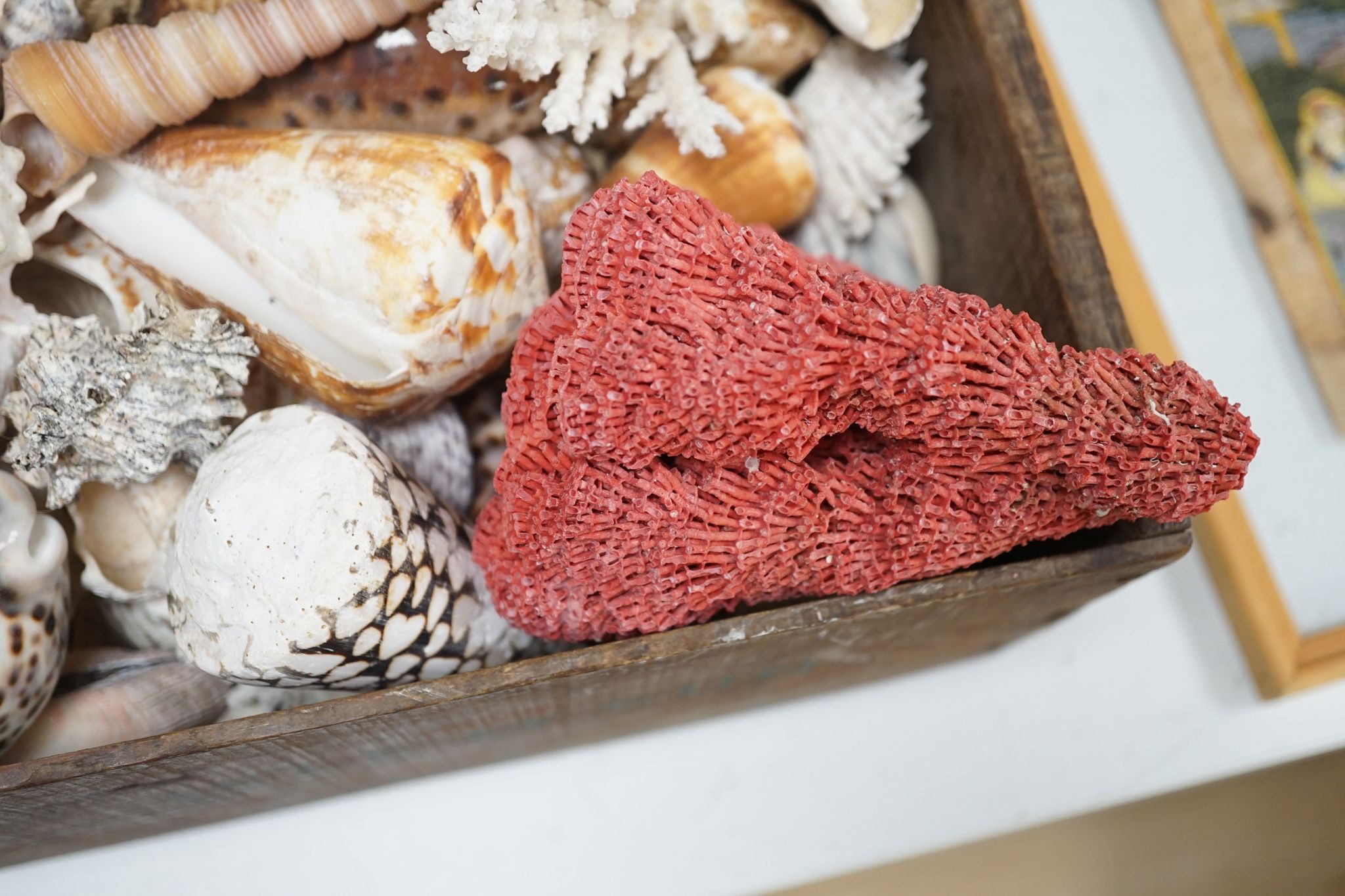 A collection of shells etc. in a box